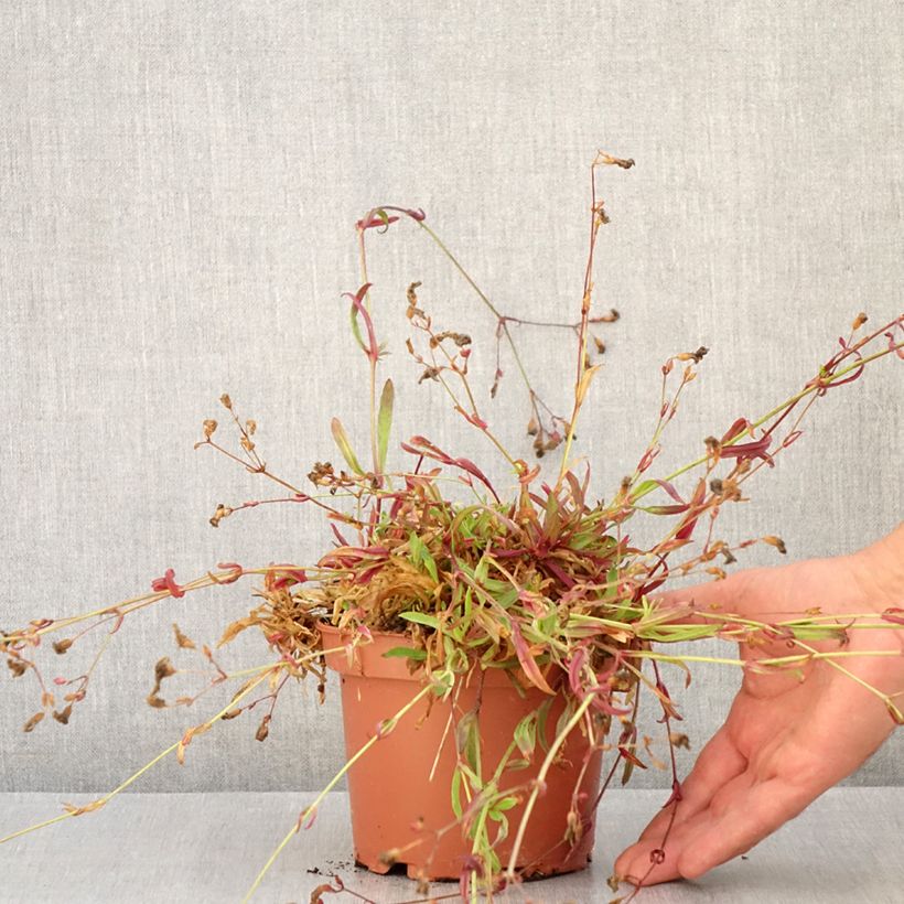 Spécimen de Lychnis flos-cuculi Petit Henri - Oeillet des prés blanc Pot de 1,5L/2L tel que livré en été