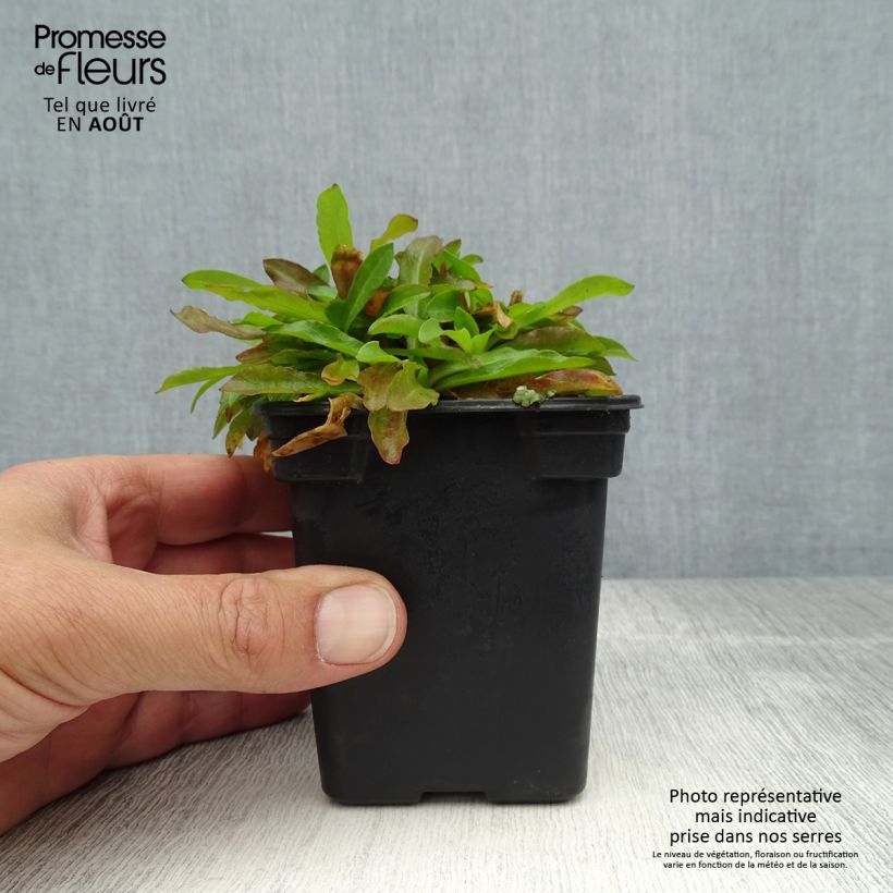 Spécimen de Lychnis flos-cuculi White Robin - Oeillet des prés blanc Godet de 7/8 cm tel que livré en été