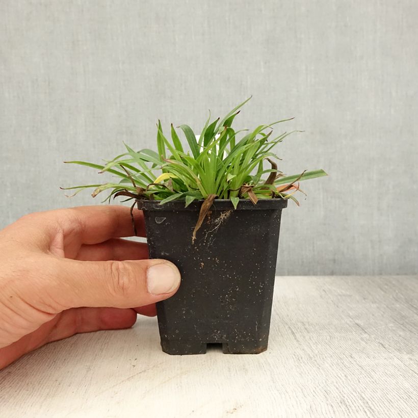 Spécimen de Lychnis viscaria Splendens - Attrape-mouches Godet de 8/9 cm tel que livré en été