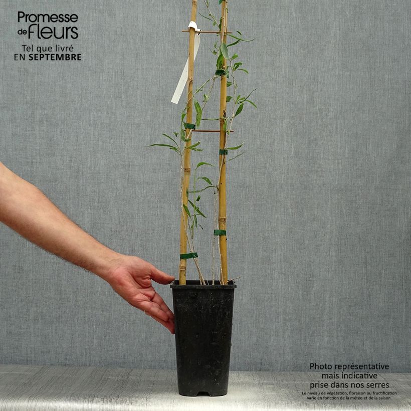 Spécimen de Lycium chinensis - Goji de Chine Pot de 2L/3L tel que livré en automne