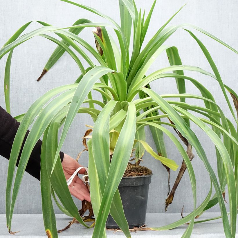 Spécimen de Lys du Mexique à fleurs blanches - Beschorneria albiflora - Pot de 3L/4L tel que livré au printemps