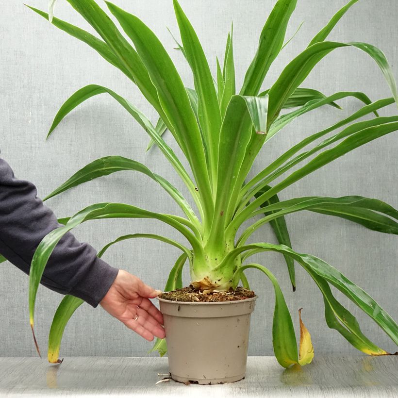 Spécimen de Lys du Mexique à fleurs blanches - Beschorneria albiflora Pot de 3L/4L tel que livré en été