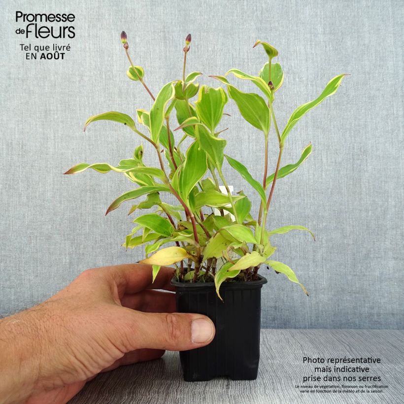 Spécimen de Lys orchidée - Tricyrtis formosana Autumn Glow Godet de 8/9 cm tel que livré en été