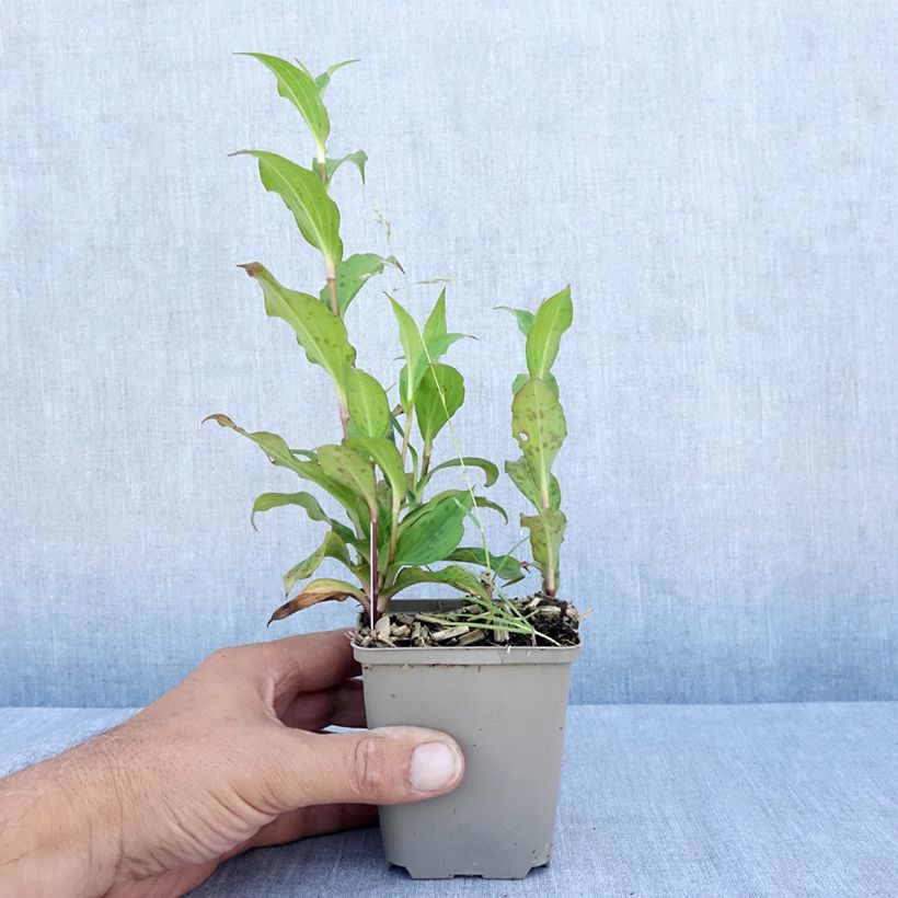 Spécimen de Lys orchidée - Tricyrtis formosana Dark Beauty Godet de 8/9 cm tel que livré en été