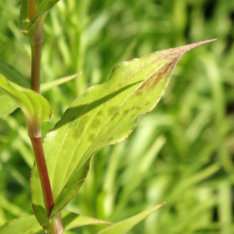 Lys orchidée - Tricyrtis formosana Dark Beauty (Feuillage)