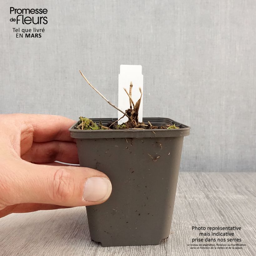 Spécimen de Lys orchidée - Tricyrtis formosana Dark Beauty Godet de 9cm tel que livré au printemps