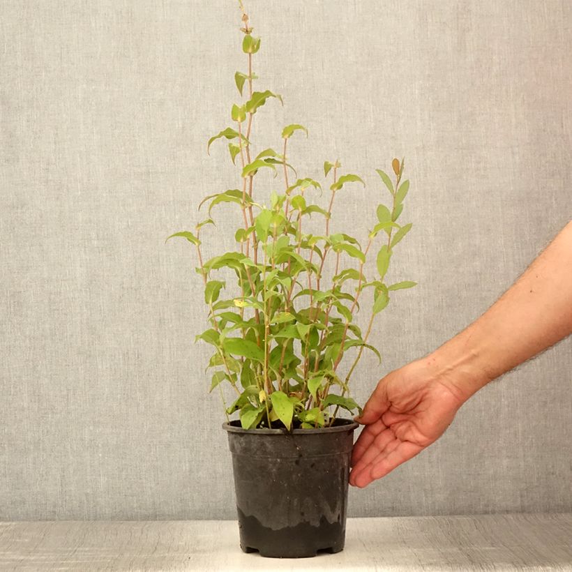 Spécimen de Lys orchidée - Tricyrtis formosana Dark Beauty Pot de 2L/3L tel que livré en été