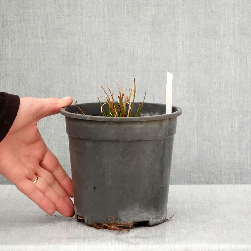 Spécimen de Lys orchidée - Tricyrtis formosana Dark Beauty - Pot de 2L/3L tel que livré au printemps