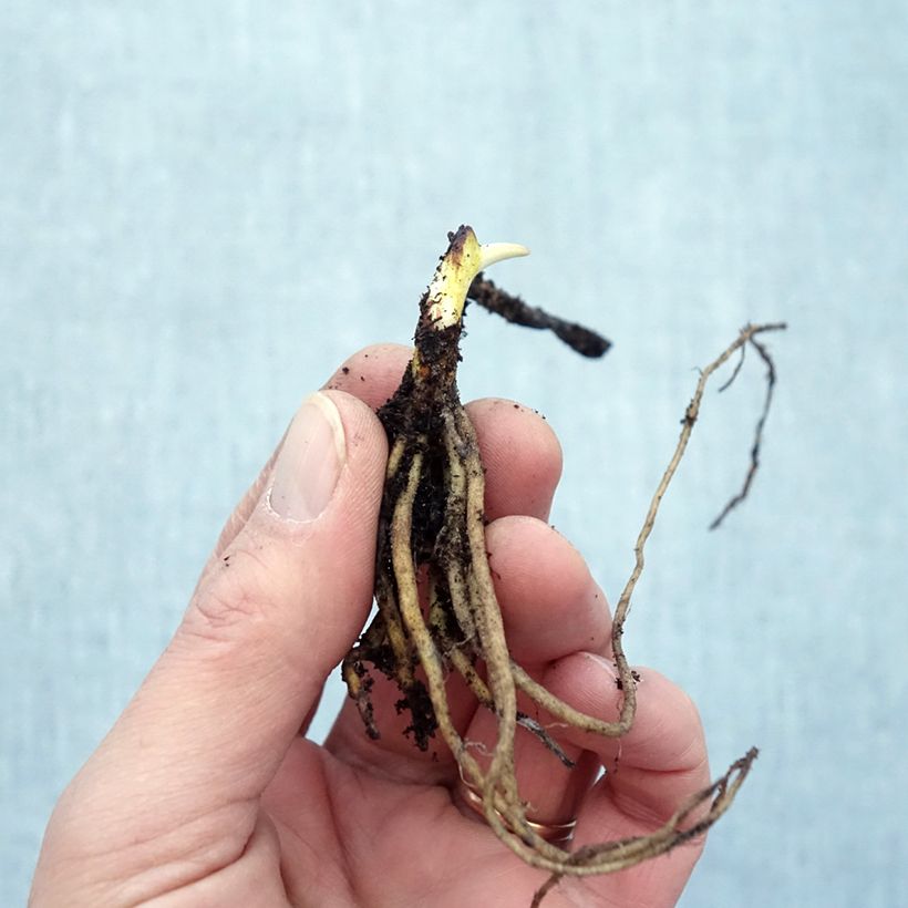 Spécimen de Lys orchidée - Tricyrtis formosana Dark Beauty - Racines nues tel que livré en hiver