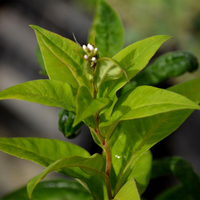 Lysimachia clethroïdes - Lysimaque de chine (Feuillage)