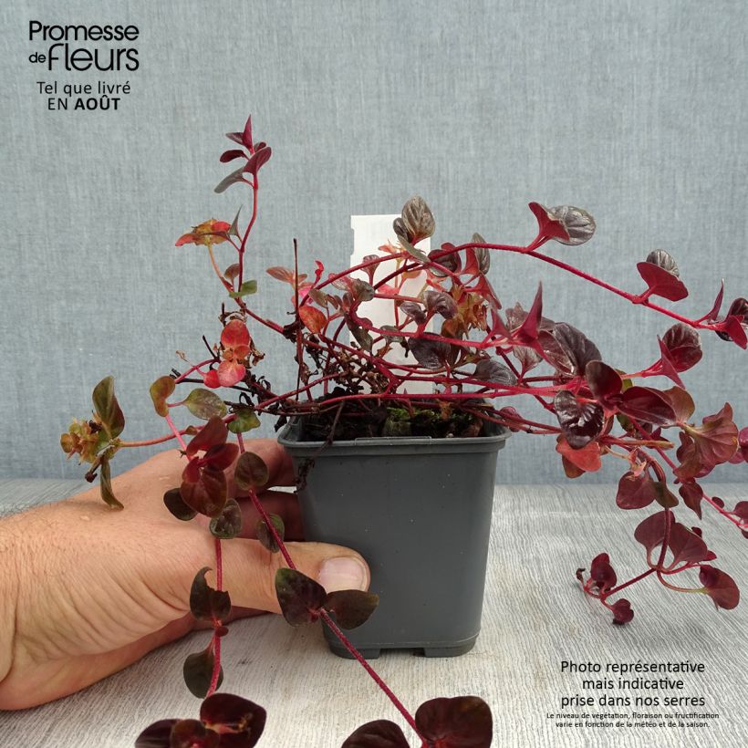 Spécimen de Lysimachia congestiflora - Lysimache  Godet de 8/9 cm tel que livré en été