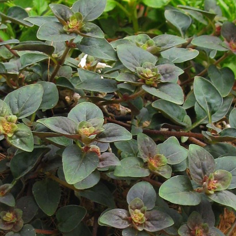 Lysimachia congestiflora Persian Chocolate - Lysimache (Feuillage)