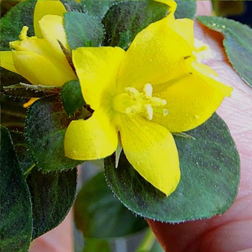 Lysimachia congestiflora Persian Chocolate - Lysimache (Floraison)