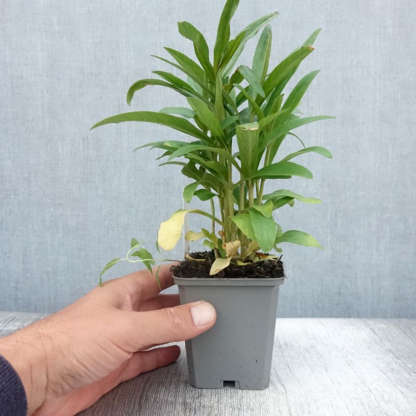 Spécimen de Lysimachia ephemerum - Lysimaque ephémère Godet de 8/9 cm tel que livré en été