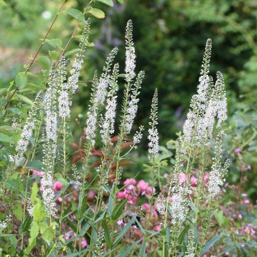 Lysimachia ephemerum - Lysimaque ephémère (Floraison)