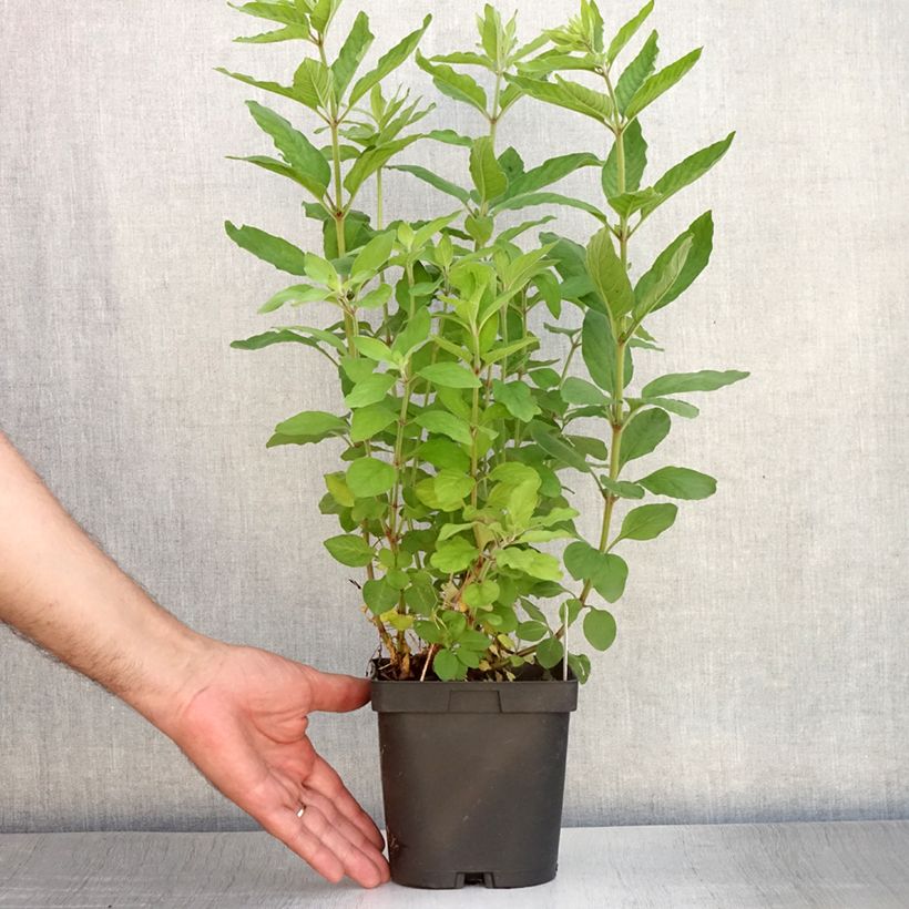 Spécimen de Lysimachia punctata - Lysimaque ponctuée Pot de 2L/3L tel que livré en été