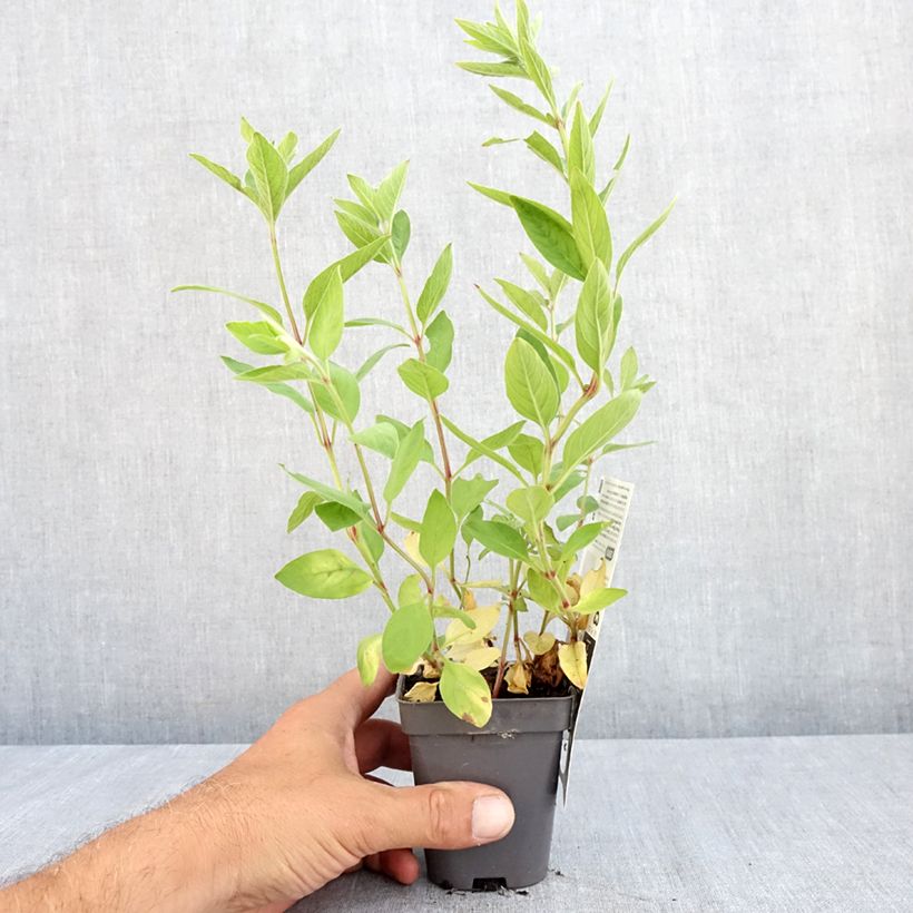 Spécimen de Lysimachia punctata - Lysimaque ponctuée Godet de 8/9 cm tel que livré en été