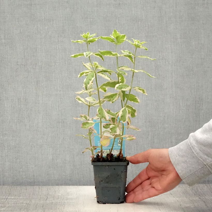 Spécimen de Lysimachia punctata Variegata - Lysimaque ponctuée Godet de 8/9 cm tel que livré en été