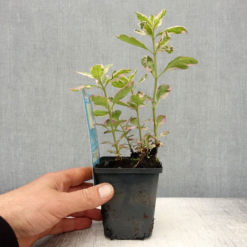Spécimen de Lysimachia punctata Variegata - Lysimaque ponctuée Godet de 8/9 cm tel que livré au printemps
