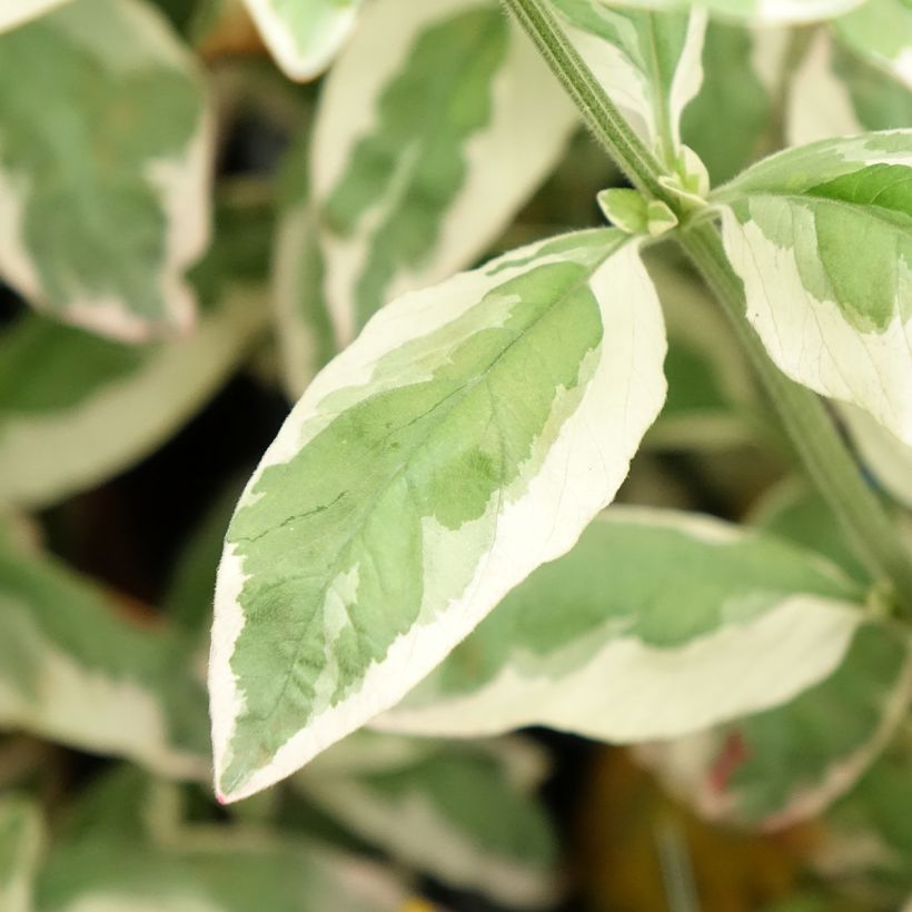Lysimachia punctata Variegata - Lysimaque ponctuée (Feuillage)