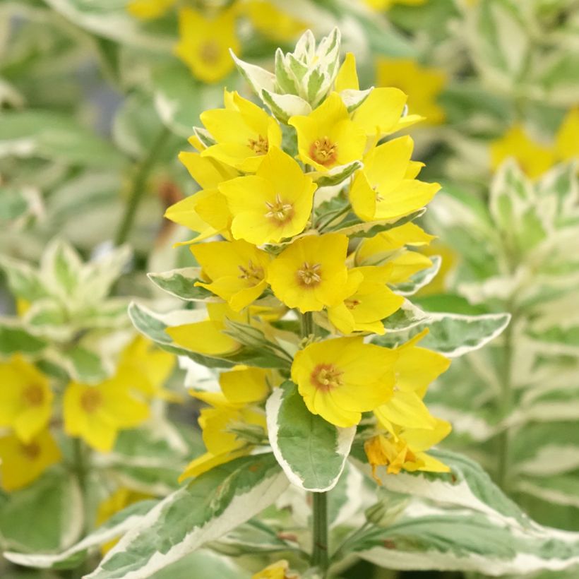 Lysimachia punctata Variegata - Lysimaque ponctuée (Floraison)