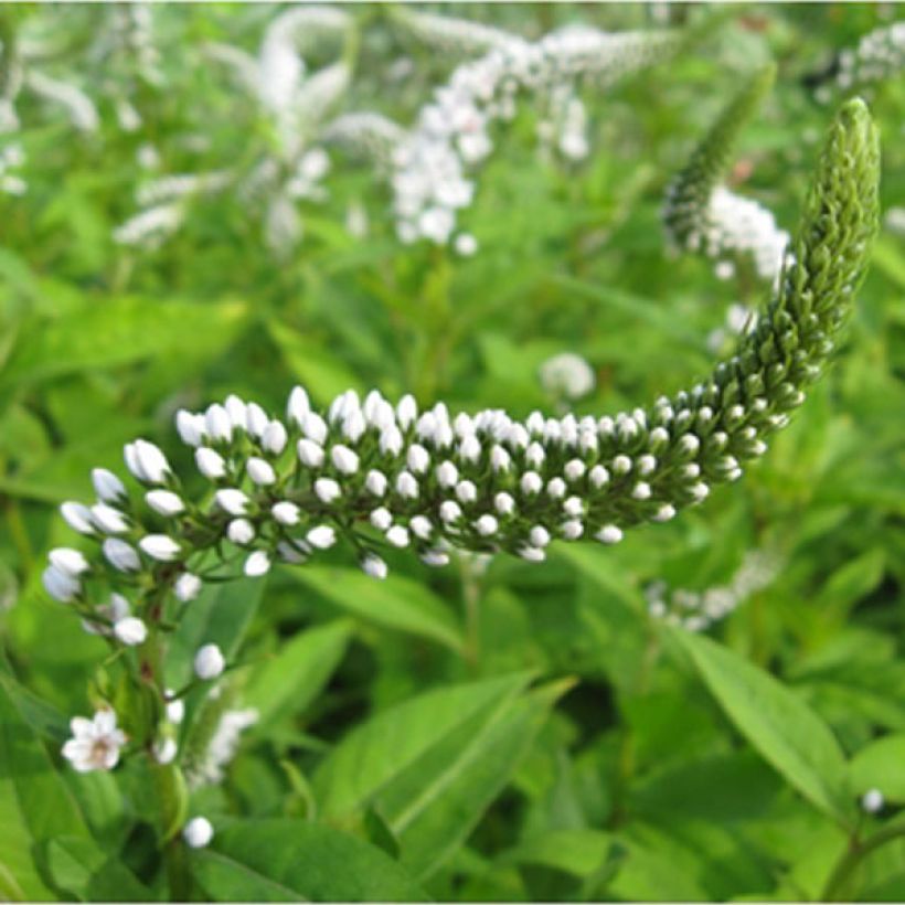 Lysimachia clethroïdes - Lysimaque de chine (Floraison)