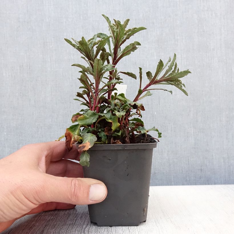 Spécimen de Lysimaque pourpre - Lysimachia atropurpurea Beaujolais Godet de 8/9 cm tel que livré au printemps