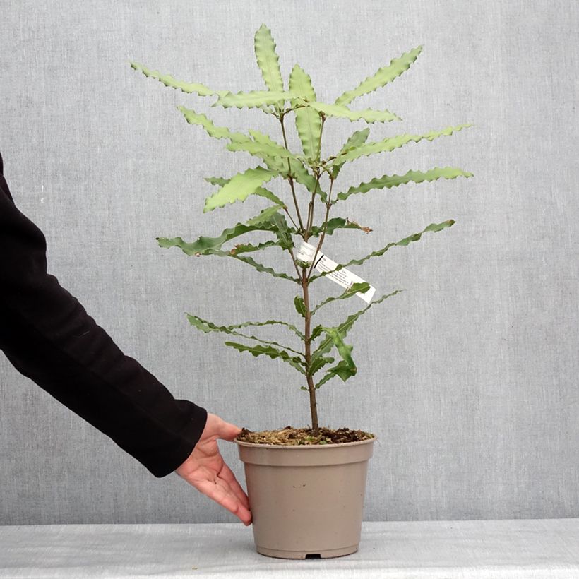 Spécimen de Macadamia Beaumont - Noix de Macadamia Pot de 4L/5L tel que livré en hiver