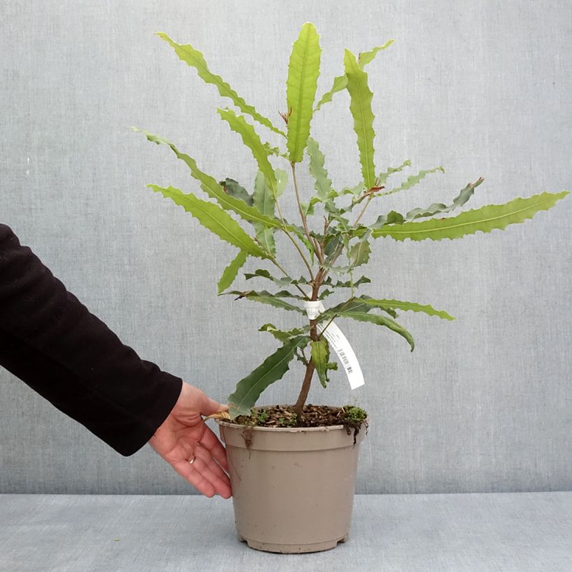 Spécimen de Macadamia Beaumont - Noix de Macadamia - Pot de 4L/5L tel que livré au printemps