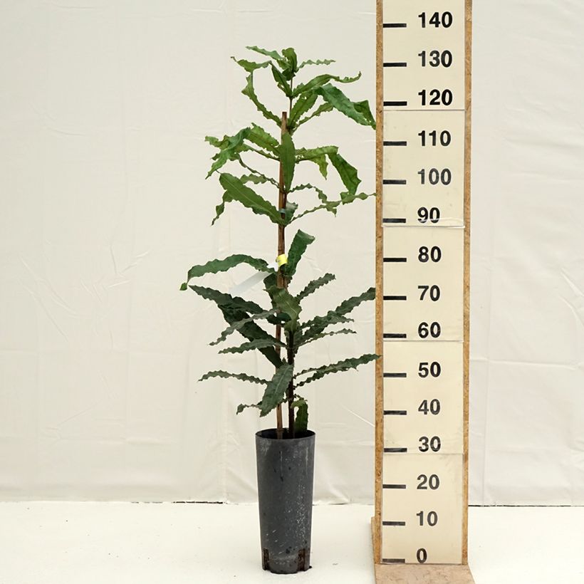 Spécimen de Macadamia integrifolia - Noix de Macadamia Pot de 6L/7L tel que livré au printemps