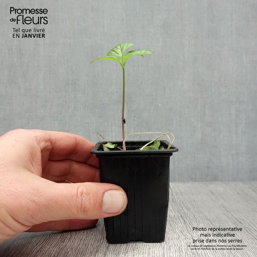 Spécimen de Maceron - Smyrnium olusatrum Godet de 7/8 cm tel que livré en hiver