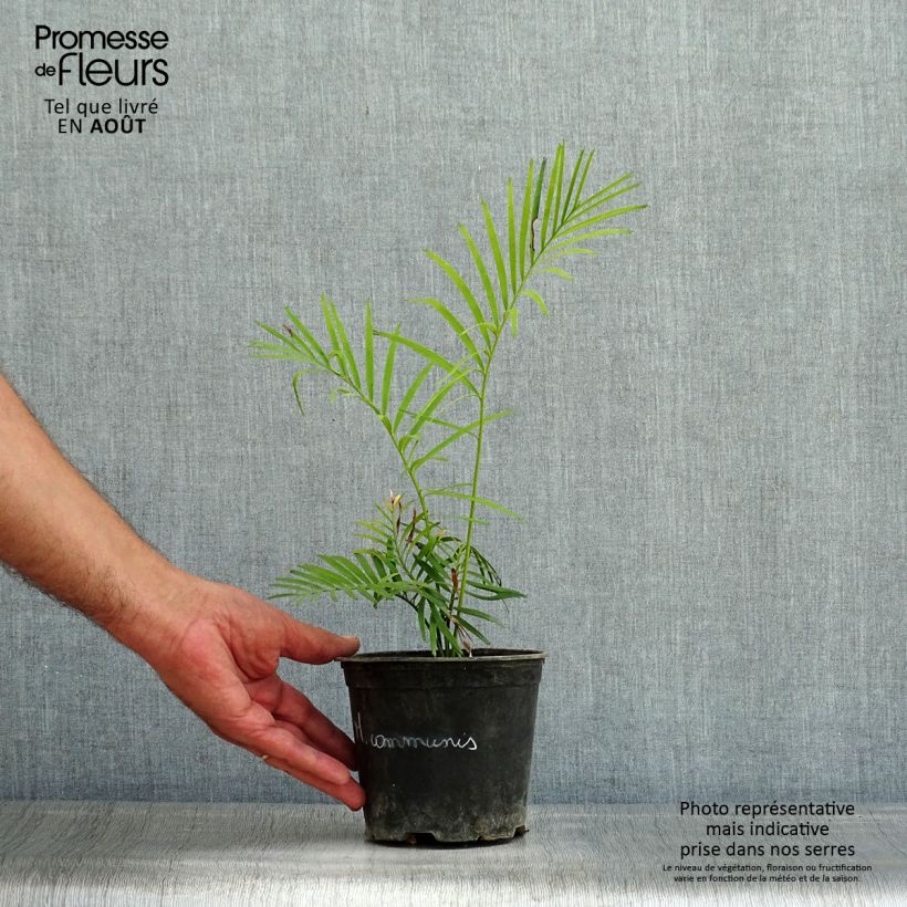 Spécimen de Macrozamia communis Pot de 12 cm / 13 cm tel que livré en été