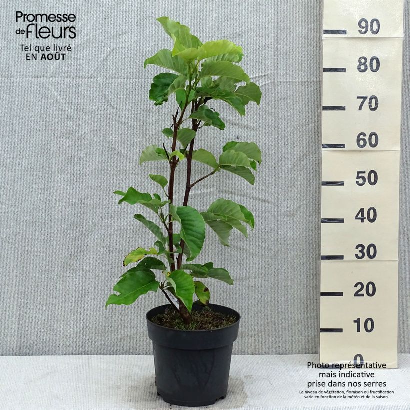 Spécimen de Magnolia acuminata Blue Opal Pot de 12L/15L tel que livré en été