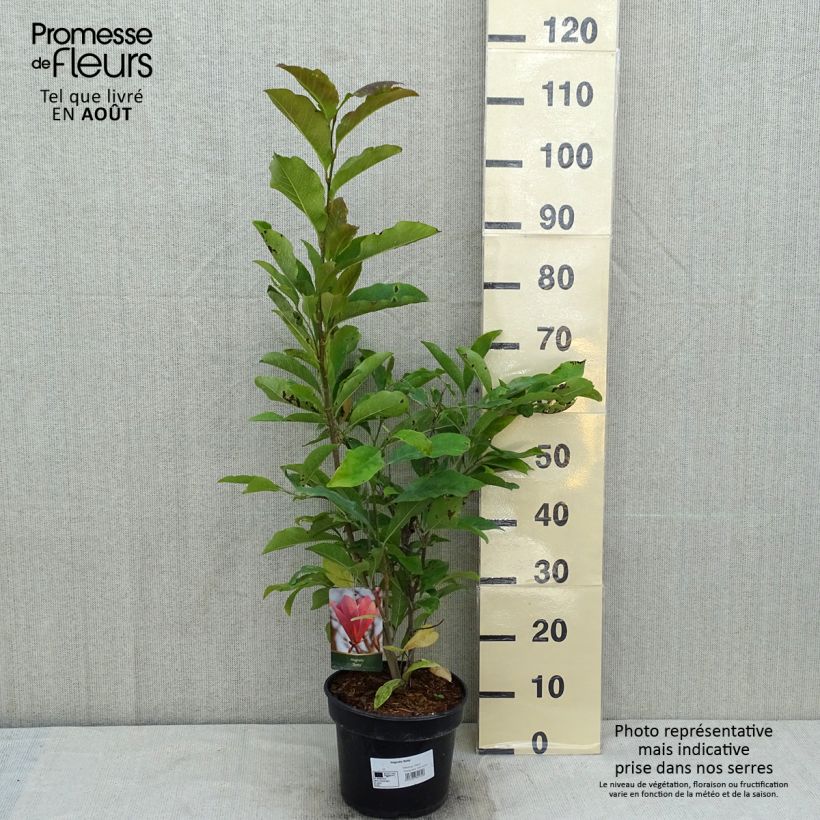 Spécimen de Magnolia Betty Pot de 4L/5L tel que livré en été