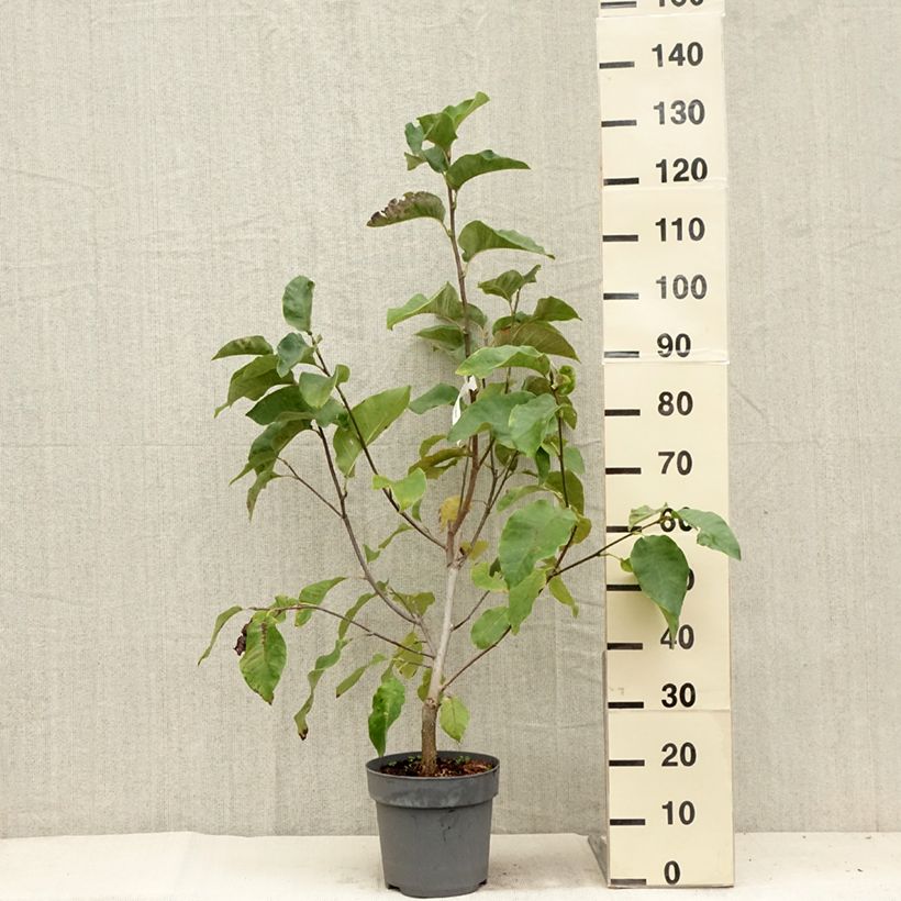 Spécimen de Magnolia Black Beauty Pot de 6L/7L tel que livré en été