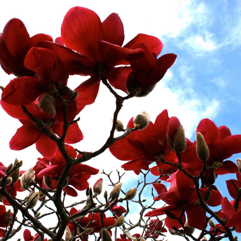 Magnolia Black Tulip (Floraison)