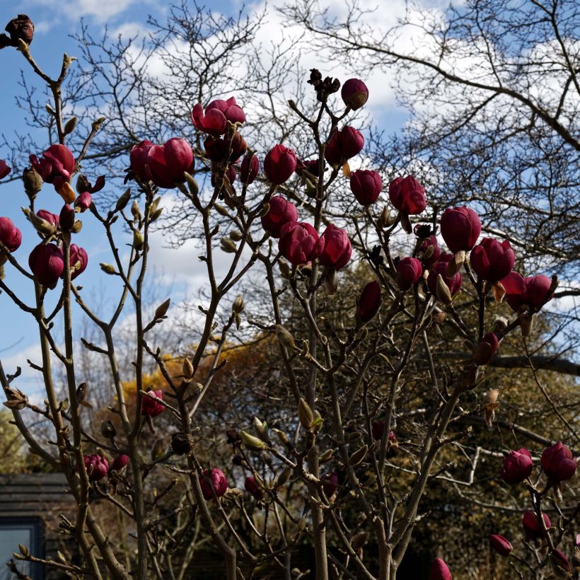 Magnolia Black Tulip (Port)