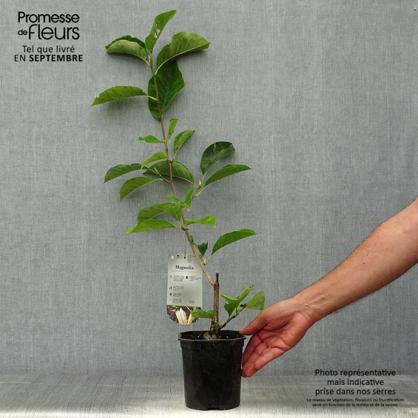 Spécimen de Magnolia brooklynensis Eva Maria Pot de 2L/3L tel que livré en automne