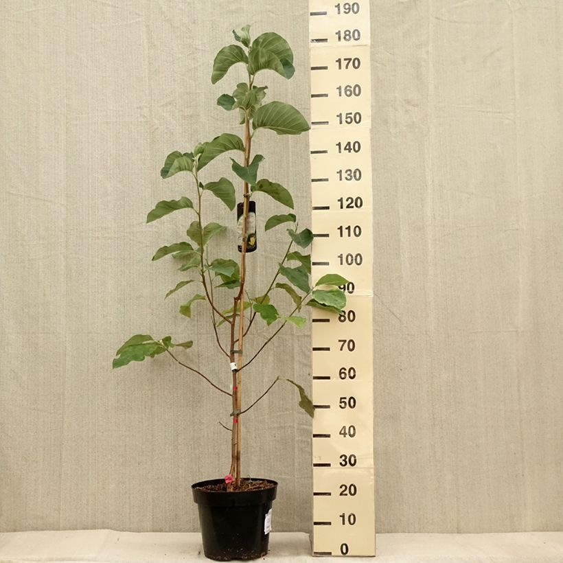 Spécimen de Magnolia Daphne Pot de 7,5L/10L tel que livré en automne