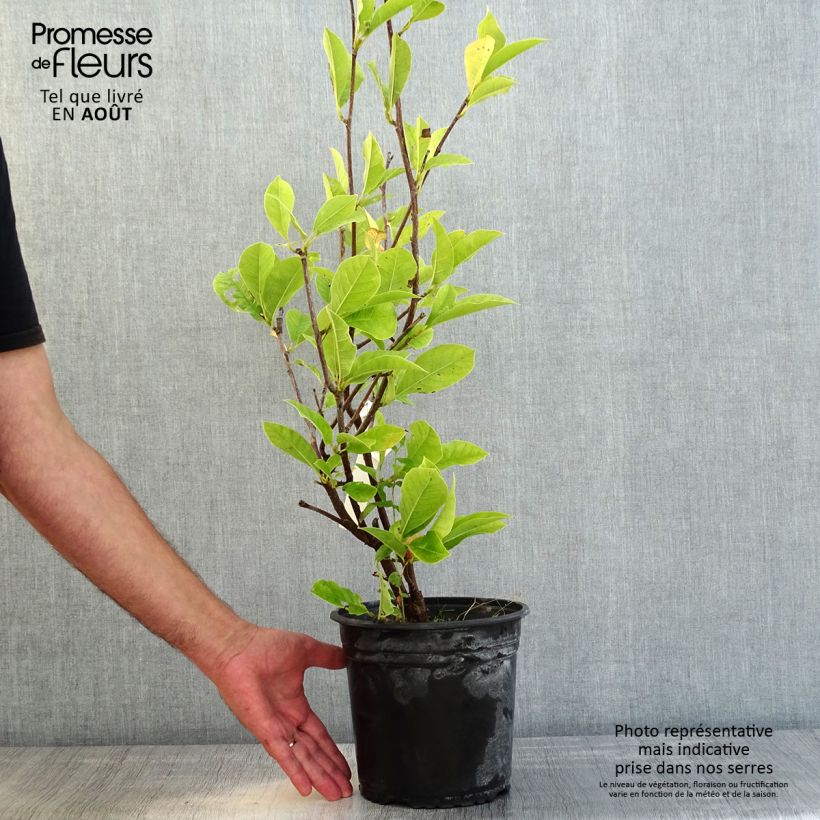 Spécimen de Magnolia denudata Festirose Pot de 4L/5L tel que livré en été