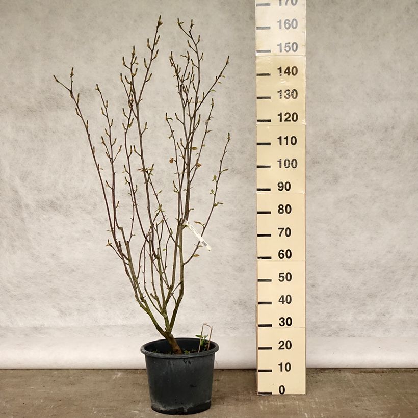 Spécimen de Magnolia denudata Festirose en pot de 7.5L/10L tel que livré au printemps