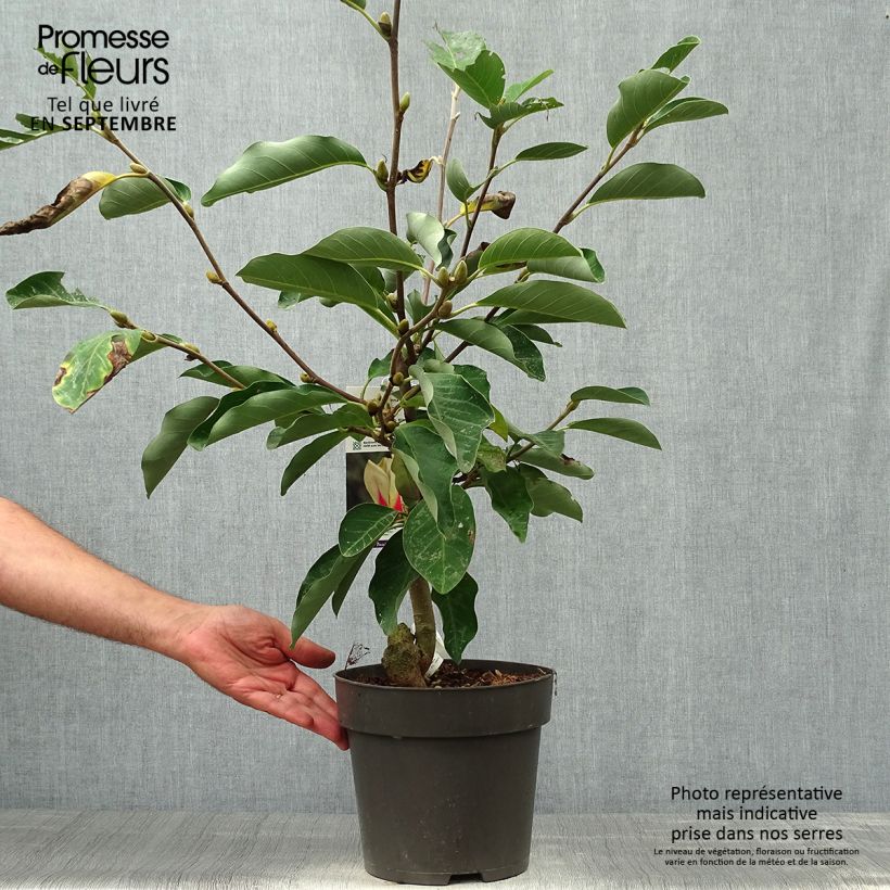 Spécimen de Magnolia denudata Sunrise Pot de 3L/4L tel que livré en automne