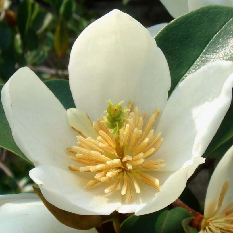 Magnolia dianica Summer Snowflake - Michelia (Floraison)