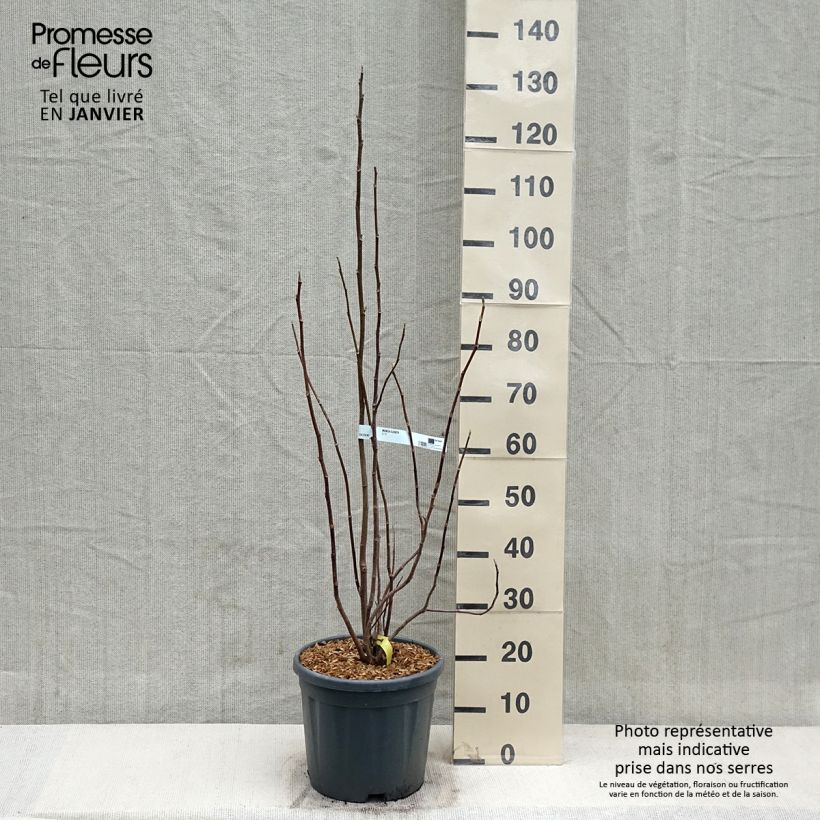 Spécimen de Magnolia Elisabeth Pot de 7,5L/10L tel que livré en hiver