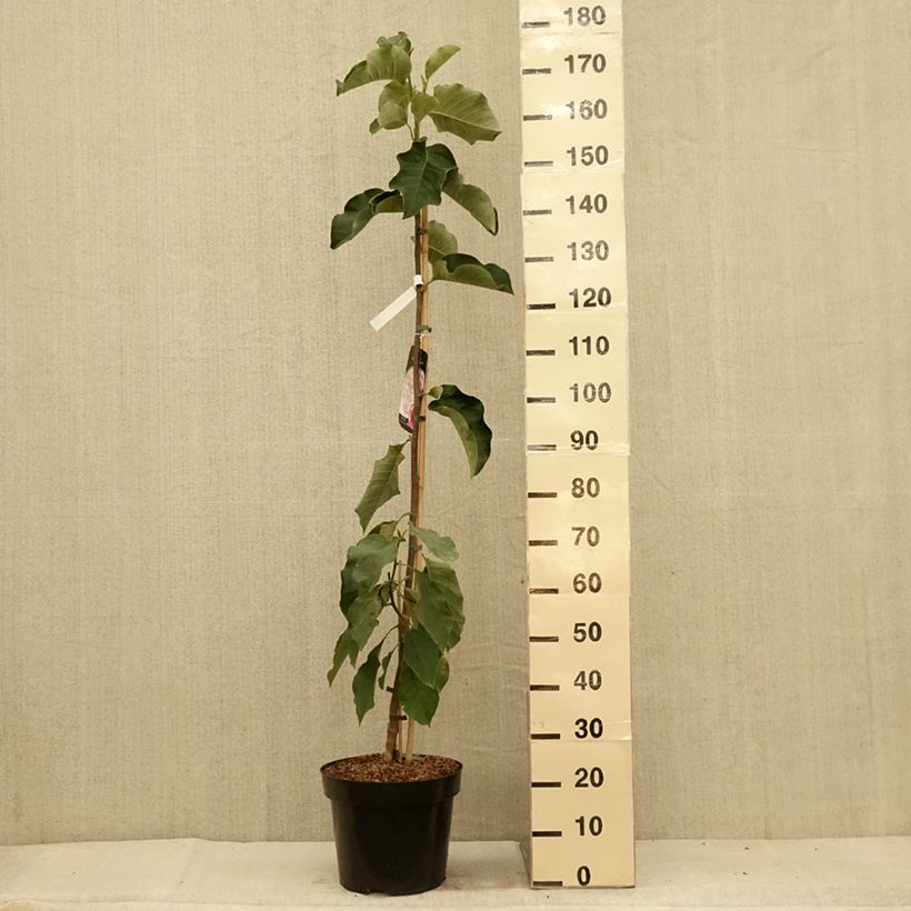 Spécimen de Magnolia Emperor Pot de 7,5L/10L tel que livré en été