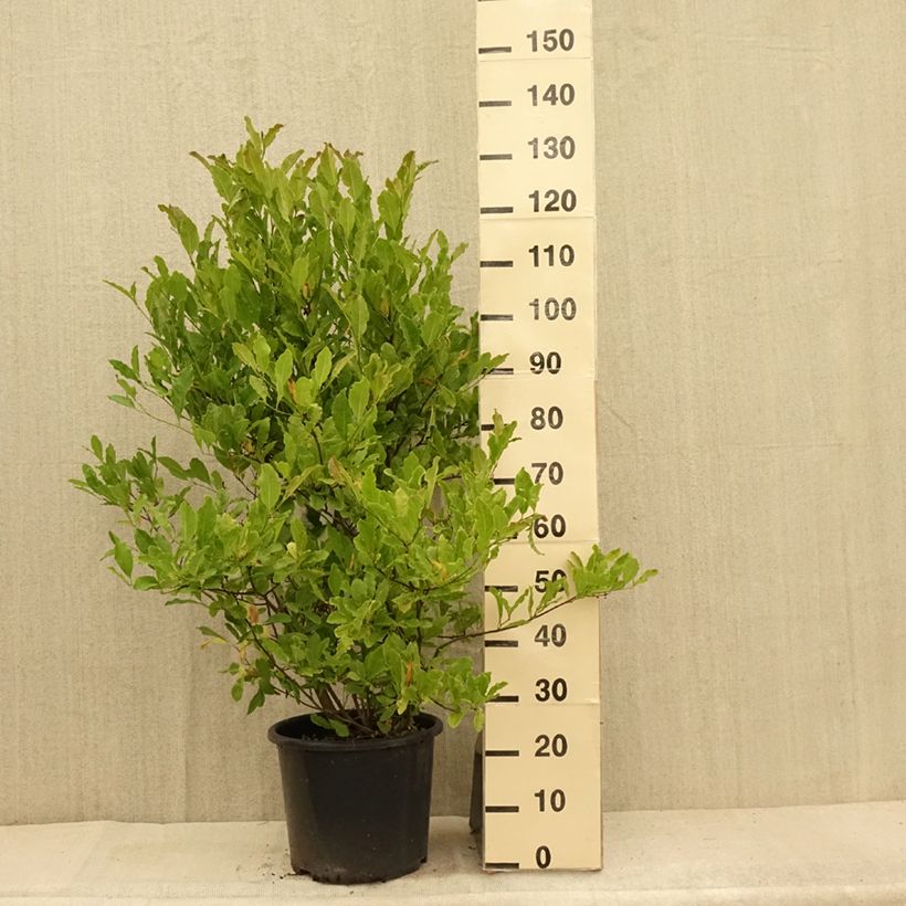 Spécimen de Magnolia étoilé - Magnolia stellata Waterlily Pot de 7,5L/10L tel que livré en été