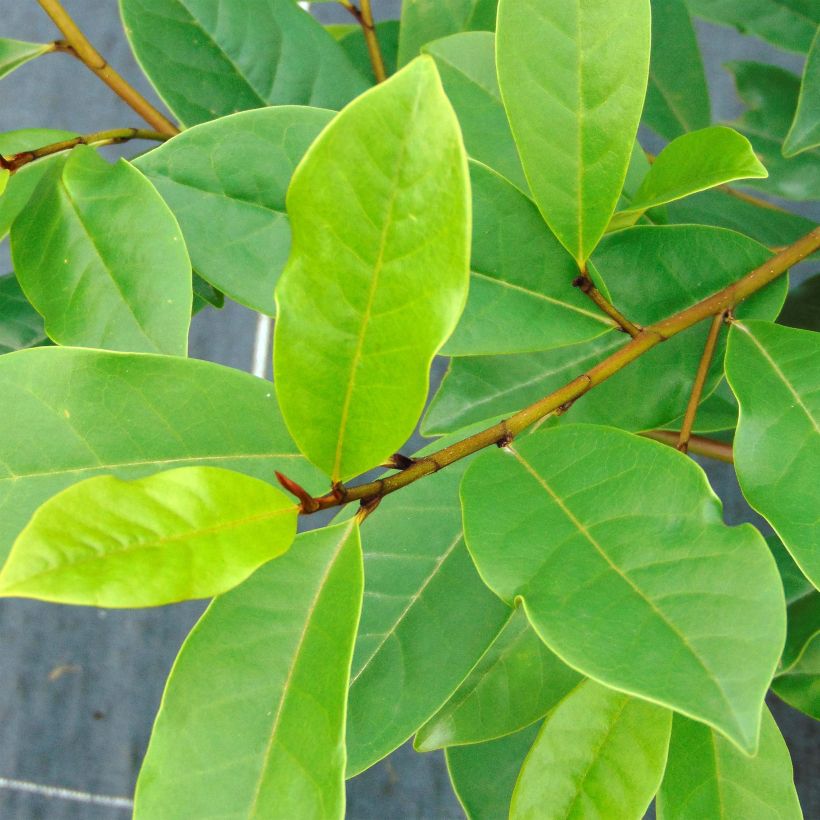 Magnolia Fairy Blush - Michelia hybride (Feuillage)