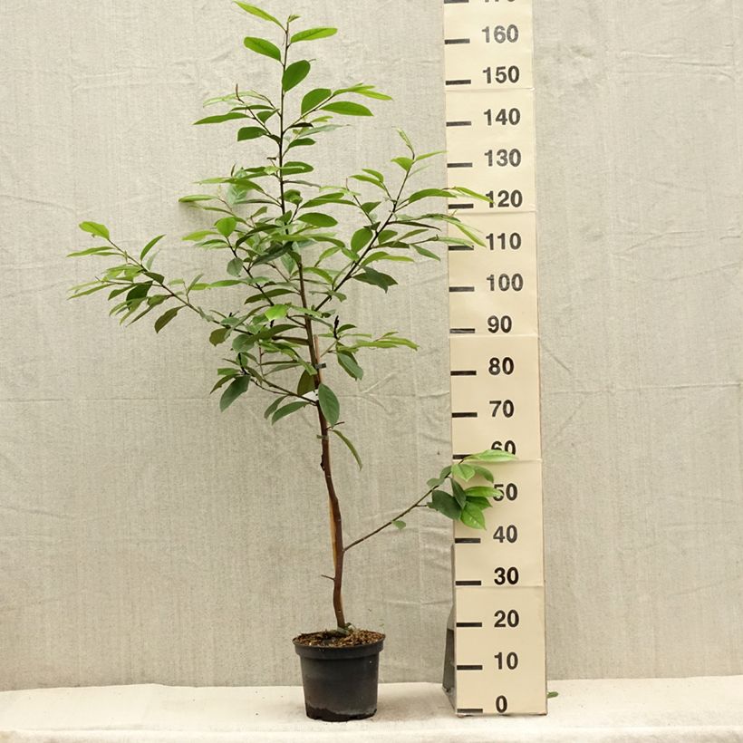Spécimen de Magnolia Fairy Cream - Magnolia hybride Pot de 3L/4L tel que livré en été