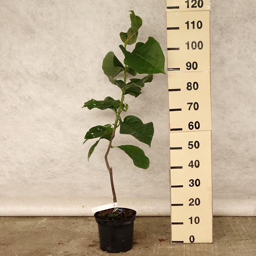 Spécimen de Magnolia Felix Jury Pot de 4L/5L tel que livré en été