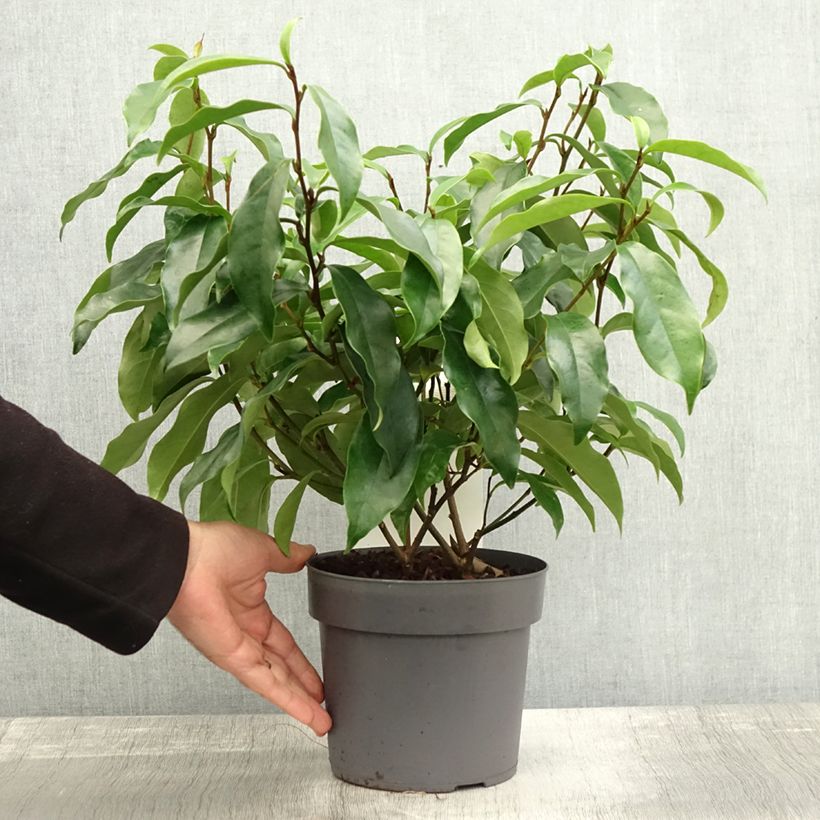 Spécimen de Magnolia figo Stellar Ruby Pot de 3L/4L tel que livré en automne